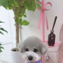 바비애견미용 이미지