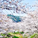 성북2리경로당 | 🌸 당진 벚꽃 나들이, 어디로 갈까?