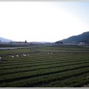 섬진강봄소식 이미지