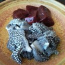 단풍미인한우관 이미지