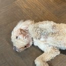 베토벤 | 유럽여행 오스트리아 비엔나 깔끔하고 조식이 맛있는 호텔 베토벤 빈 후기