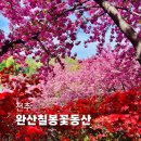 완산도서관 화장실 | 전주 완산칠봉꽃동산 겹벚꽃 실시간 만개? 개화상황, 인파, 편의시설, 가는 법, 주차 꿀팁
