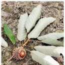 상수리PC 이미지