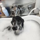 개스트펫살롱 이미지