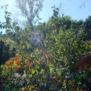 화순골망태 이미지