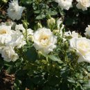 자연속의 휴식공간 이미지