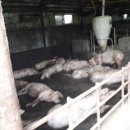 돼지농장 이미지