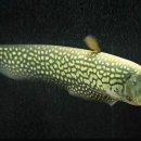 고기도감 이미지