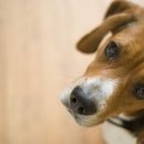 도하동물병원 이미지