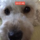 싹Dog 이미지