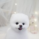 블루밍독 이미지