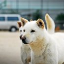 아산 백구 건 이미지