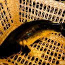 샤인텔 | [ 서울 관악구 낚시카페 "LOVE 낚시카페", 신림놀거리, 서울대입구놀거리, 신림낚시카페, 신림낚시...