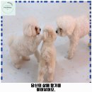 시우스쿨링 대화 이미지