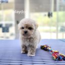 멍품 강아지분양 본점 | 파주강아지분양 플레이독 파주본점 방문 후기