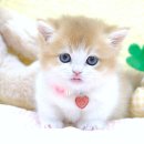 부산고양이분양 퍼스트캣 부산점 | 고양이 입양, 해외 고양이 분양 규정부터 부산고양이분양 퍼스트캣 부산점 이야기까지