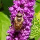 꿀벌(Honey B 이미지