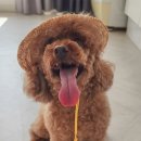 푸들민박 이미지