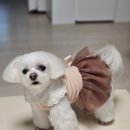 땡글하개 이미지