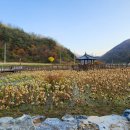 서시래연화마을 이미지