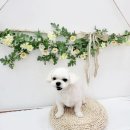 늘봄펫살롱 이미지