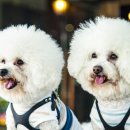 웰씨코리아 이미지