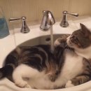 목욕하는 고양이 이미지