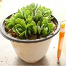 들꽃나라농장 이미지