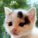 돈데기리 이미지