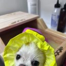 오늘, 예쁘개 이미지