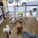 정말귀엽개 네이버블로그