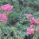 배롱나무(이명 : 백일홍. 백일홍나무. 자미목. 해당수. 양양수. 양양화. 백양수. 간지럼나무. 파양수. 怕癢樹) 이미지
