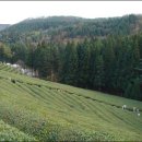 차밭매점 이미지