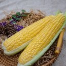 사기점 농장 2 이미지