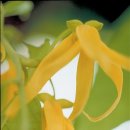 일랑일랑 이미지