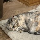 모모의다락방2 이미지