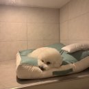 에브리댕 이미지