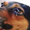 페티즈(petis) 이미지