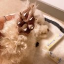 릴리브미 이미지