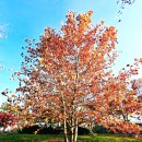 PLATANUS | [생태탐사] 2025.11.15. 서울월드컵공원 식물들(9)