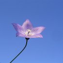 하늘을 향하여 이미지