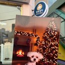 애견미용실 | 마포애견미용실 오픈형 미용실 욜랑욜랑 후기