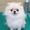 간지나개 이미지