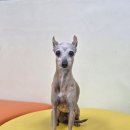 어의정로 이미지