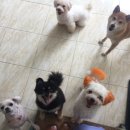 애니몰하우스 네이버블로그