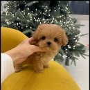 행복한강아지 이미지