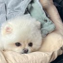 쇼펫 | [강아지수술기록]대전 LCPD 고관절수술 및 재활(대퇴골두 괴사)_강아지수술후기,강아지고관절수술 및 재활