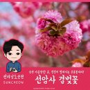 괴목경로당 | [순천여행] 순천 가볼만한 곳, 겹겹이 펼쳐지는 분홍꽃파티! 선암사 겹벚꽃✿