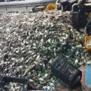 풍년꽃게 이미지