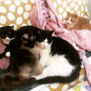 반려동물 의료센터 다울 이미지